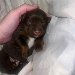 Lou Lou - Red tri female Miniature Australian Shepherd puppy in Lincoln, California from Country Dreams Mini Aussies