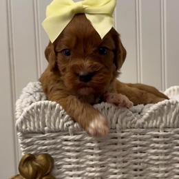 Buttercup - Red female Cavapoo puppy in Knoxville, Tennessee from Dukes Forever Doodles