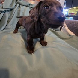Dachshund Puppies from RR Kennels