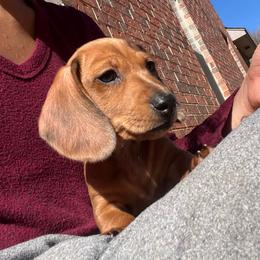 Big Red - Dapple male Dachshund puppy in Norman, Oklahoma from Mother of Dachshunds
