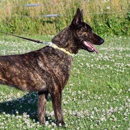 Nala - Dutch Shepherd