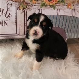 Boy 4 - Miniature Australian Shepherd puppy in Roseville, California from Golden State Mini Aussies