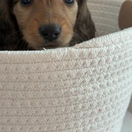 Cookie - Dapple male Dachshund puppy in Vancouver, Washington from Cascade Minis