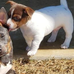Teddy Roosevelt Terrier Puppies from Travelin' Man Terriers