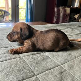 Rocket - Red male Dachshund puppy in Brave, Pennsylvania from Maple Moon Dachshunds