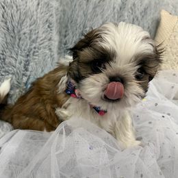 Shih Tzu Puppies from Bay Area Shih Tzu