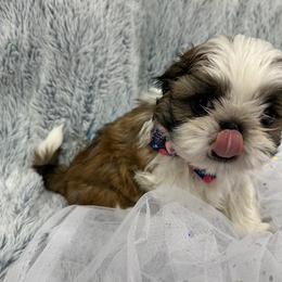 Shih Tzu Puppies from Bay Area Shih Tzu