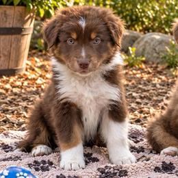 Max - Red tri-color male Australian Shepherd puppy in Placerville, California from BFF Aussies