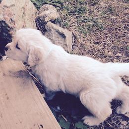 Golden Retriever Puppies from Golden Rose Kennel