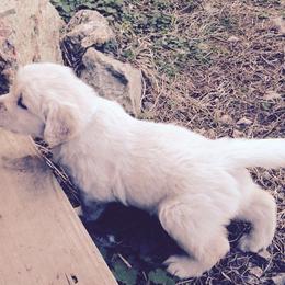 Golden Retriever Puppies from Golden Rose Kennel