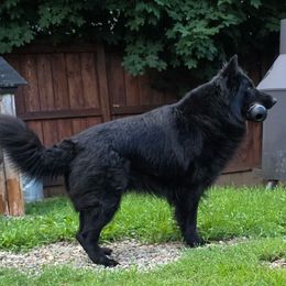 Hulk II Tompera - German Shepherd