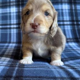 Blue collar - Dapple male Dachshund puppy in Cherry Valley, California from Sugar and Spice Dachshunds