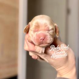 Waffles - Buff and white male Cocker Spaniel puppy in Nashville, Arkansas from Rocky Road Puppies