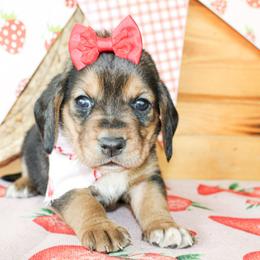 Sassy - Black tan and white female Basset Hound puppy in Antlers, Oklahoma from Rocking H