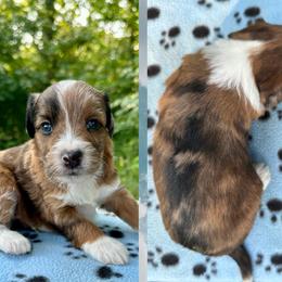 Boy 1 - Brown merle male Aussiedoodle puppy in Hillsboro, Illinois from Perfect Paws Puppies