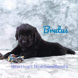 Brutus - Black male Newfoundland puppy in Cortez, Colorado from Bear Heart Newfoundlands, LLC
