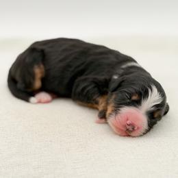 JJ - Tri-color male Bernedoodle puppy in Bellville, Ohio from Bernedoodle Buddies