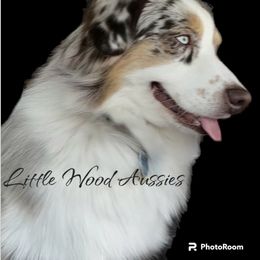 Windy - Miniature Australian Shepherd