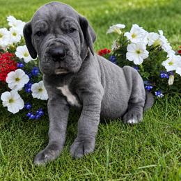 Navy - Blue female Great Dane puppy in Tyler, Texas from Blessed By Danes
