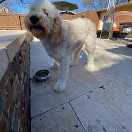 Goldendoodle and Poodle All Grown Up from Rainbow Poodles and Doodles of Oklahoma