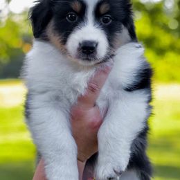 Texas - Black tri-color male Australian Shepherd puppy in Hamilton, New Jersey from Birch Haus