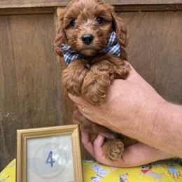 Cavapoo and Cockapoo Puppies from WoodHaven Pups MN