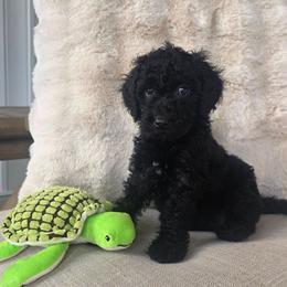 Maverick - Black male Goldendoodle puppy in Wauseon, Ohio from Medium Labradoodles 🐾