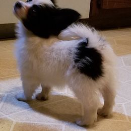 Papillon Puppies from Fairtail Papillon's & Phalene's