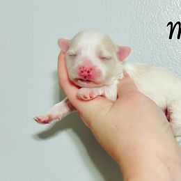 Maltese, Maltipoo, Poodle, and Yorkshire Terrier Puppies from Paw Perfect Pets