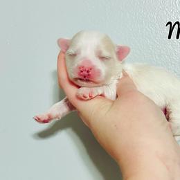 Maltese, Maltipoo, Poodle, and Yorkshire Terrier Puppies from Paw Perfect Pets