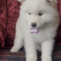 Priscilla - White female Samoyed puppy in Atkinson, Nebraska from Sandhills Samoyeds