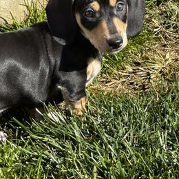 Dachshund Puppies from Empire's Dachshunds