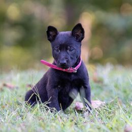 M: Pink Female (Brindle) - Black brindle female Dutch Shepherd puppy in Alum Creek, West Virginia from Stay Wild K9