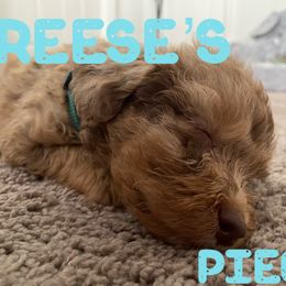 Aussiedoodle and Australian Shepherd Puppies from Rainbow Ranch