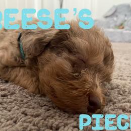Aussiedoodle and Australian Shepherd Puppies from Rainbow Ranch