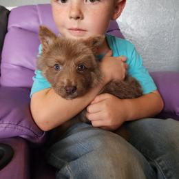 Jellybean - Isabella female German Shepherd puppy in Los Lunas, New Mexico from Mali's German Shepherds LLC