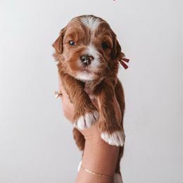 Honey (Pink) - Red  female Goldendoodle puppy in Beaverton, Oregon from Henry Elliots