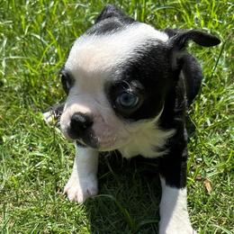 St. Male (orange collar) - Black and white male Boston Terrier puppy in Mc Donough, Georgia from Ballard Boston Terriers