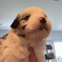 Chloe - Blue merle female Miniature Australian Shepherd puppy in Greenwood, Indiana from Above All Aussies