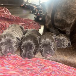 Cane Corso Puppies from 336 Cane Corso