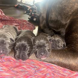 Cane Corso Puppies from 336 Cane Corso
