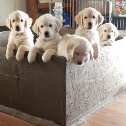 Golden Retriever Puppies from Garden Creek Goldens