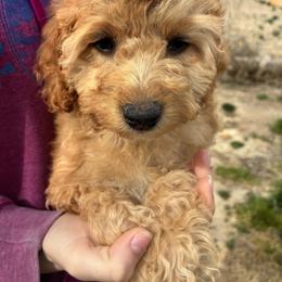 Winter - Red and white female Cockapoo puppy in Adrian, Oregon from ApplebyFarm