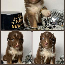 (4) Anne 1623 - Red tri-color female Australian Shepherd puppy in Huntington, Texas from JKKJ Farms