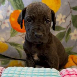 Daydream - Brindle female Great Dane puppy in Jerusalem, Arkansas from Mara Danes