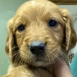 Thunder - Dark golden female Golden Retriever puppy in Princeton, Minnesota from Bewitched Goldens