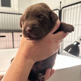 Dark Pink Girl - Chocolate female Labrador Retriever puppy in Rock Hill, South Carolina from North Star Retrievers