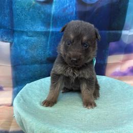 Squidward - Blue male German Shepherd puppy in Magnolia, Texas from K & Q Shepherds