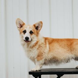 Gus - Pembroke Welsh Corgi