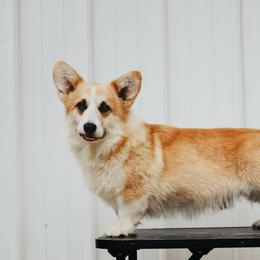 Gus - Pembroke Welsh Corgi